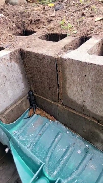 Salamandres sauvées Hit Annuler