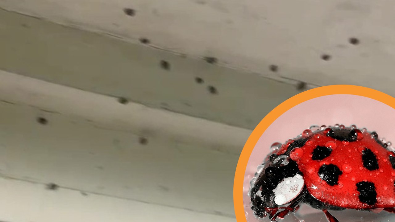 Ladybird Infestation! Ladybirds Invade Womans Home