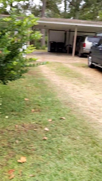 Pug Really Hates Halloween