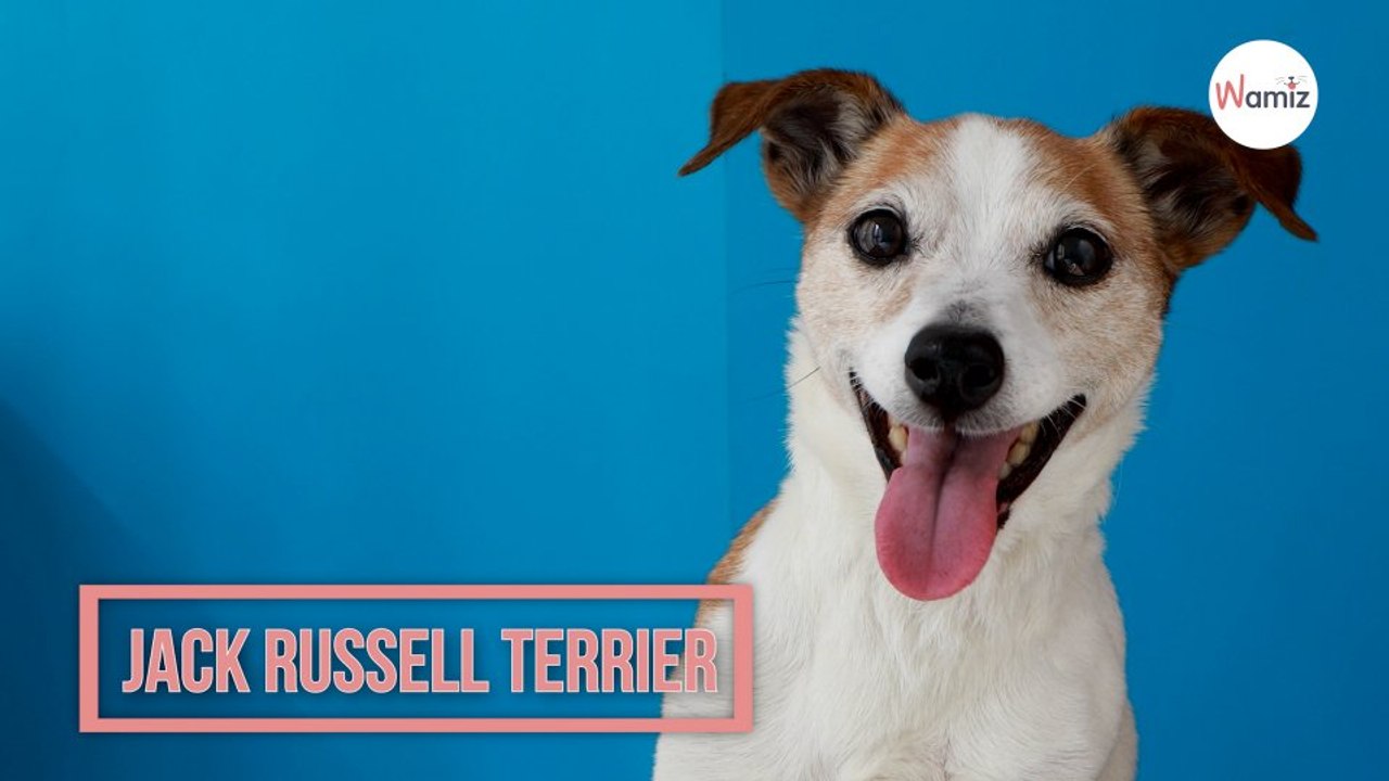 Jack Russell Terrier