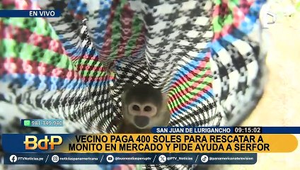 下载视频: Pide ayuda a Serfor: hombre paga S/400 para rescatar a monito de mercado en SJL