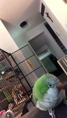 Quaker Parrot a des mots pour son propriétaire