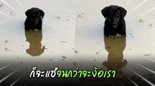 เมื่อน้องหมาประชด นั่งแช่น้ำท่วมหน้าจ๋อย ดูสินุดจะรู้สึกผิดไหม