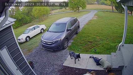 Aussie Side Swipes Owner Into Staircase