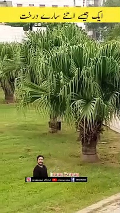 So Many Similar Trees  l Imran Zaman l Mazar e Quaid