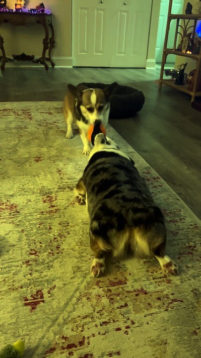 Corgi Drags Sister During Game Of Tug