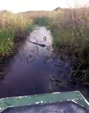 Un crocodile en colère saute et attrape leur bateau