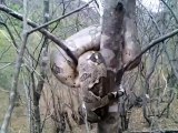 Cet énorme python est enroulé dans un arbre