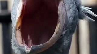 Animal funny video #shorts #fyp #funny