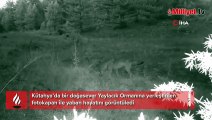Anne ve yavru kurt fotokapana yakalandı