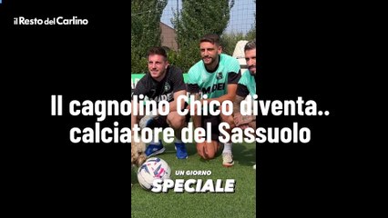 Il Cagnolino Chico Diventa il Nuovo Calciatore del Sassuolo ⚽