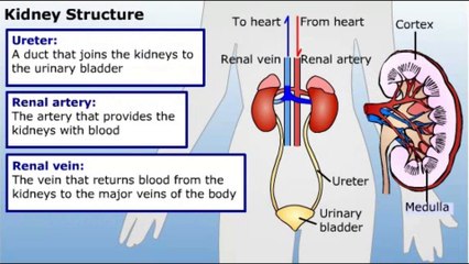 structure of kidney and nephron