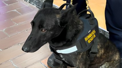 Héroes peludos en el cuerpo de bomberos de Bogotá