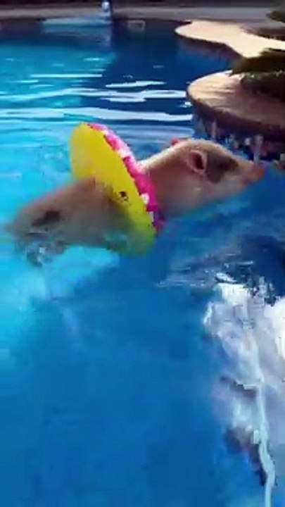 Petit cochon va nager