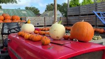 Pumpkins at Stoke Fruit Farm Shop