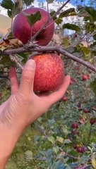 Natural Fruits In Worls