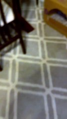 Tas de chatons nouveau-nés endormis