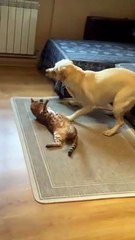 Cat And Dog Play On The Couch