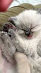 Sleeping Kitten's Tiny Tongue Blep