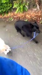 Stumpy the Shepherd Walks Stains the Hound