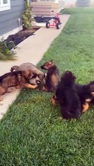 Pet Raccoon Plays With Puppies