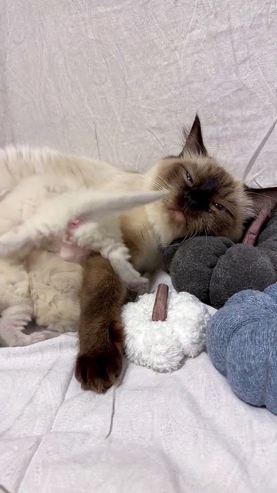 L’heure du dîner pour les chatons Ragdoll moelleux