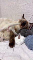 L’heure du dîner pour les chatons Ragdoll moelleux