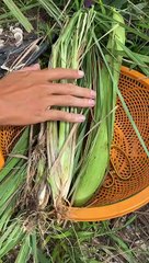 Tập 12 Mướp Nấu Canh Tép Ăn Cùng Cá Sặc Chiên Xã Ớt Mời Cả Nhà Cùng Ăn Nha