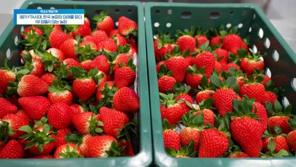 장소와 시간의 구애를 받지 않고 완벽한 환경제어 시스템으로 미래형 농업으로 재배한다?!