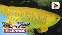 Wednesday Pets Day | Kilalanin ang arowana na bida sa ating Wednesday Pets Day!