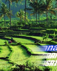 MUSIK INSTRUMENT RELAKSASI KECAPI SULING DENGAN SUASANA PEDESAAN