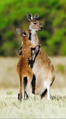 Kangaroo Mom Embraces Her Baby