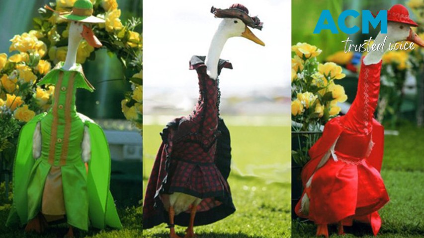 Australia's most fashionable fowls at the annual duck fashion show ...