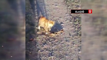 Elazığ'da kedi ile yılanın kavgası