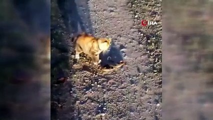 Kedi ile yılanın kavgası kamerada