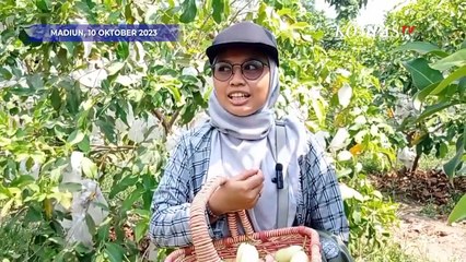 Asyiknya Wisata Petik Jambu Air Beragam Varian saat Kemarau di Madiun