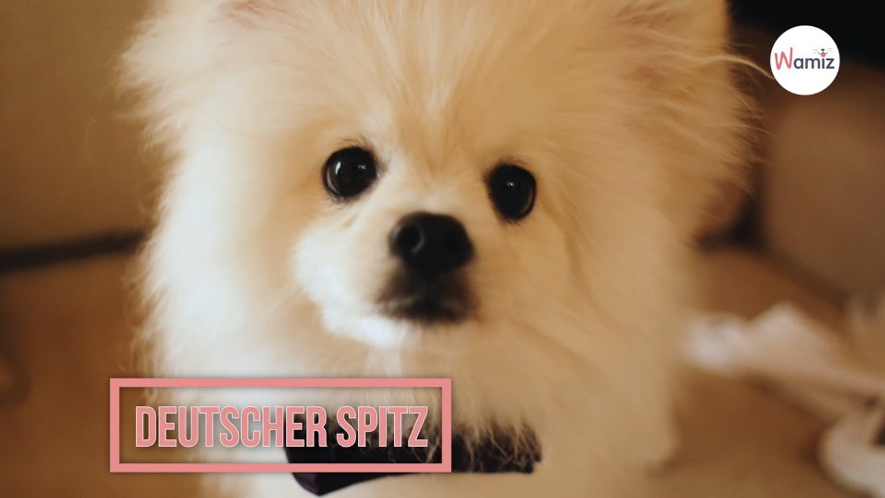 Deutscher Spitz