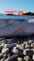 Dead whale washed ashore      #shorts