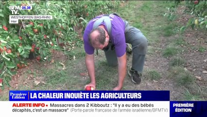 La chaleur inquiète les agriculteurs