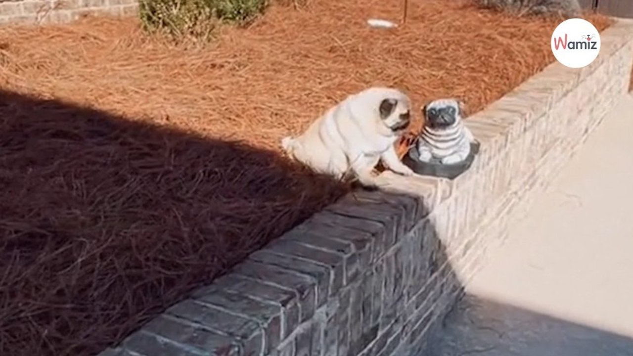 The friend this dog makes in the garden has millions of people in stitches (video)