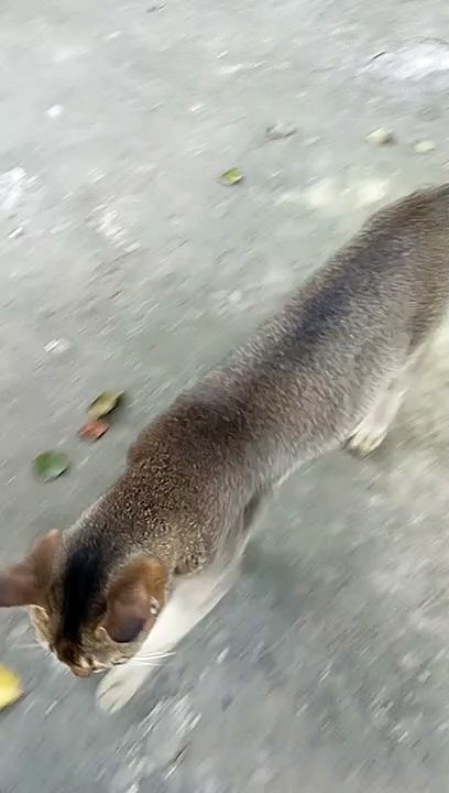 CAT VLOG 2