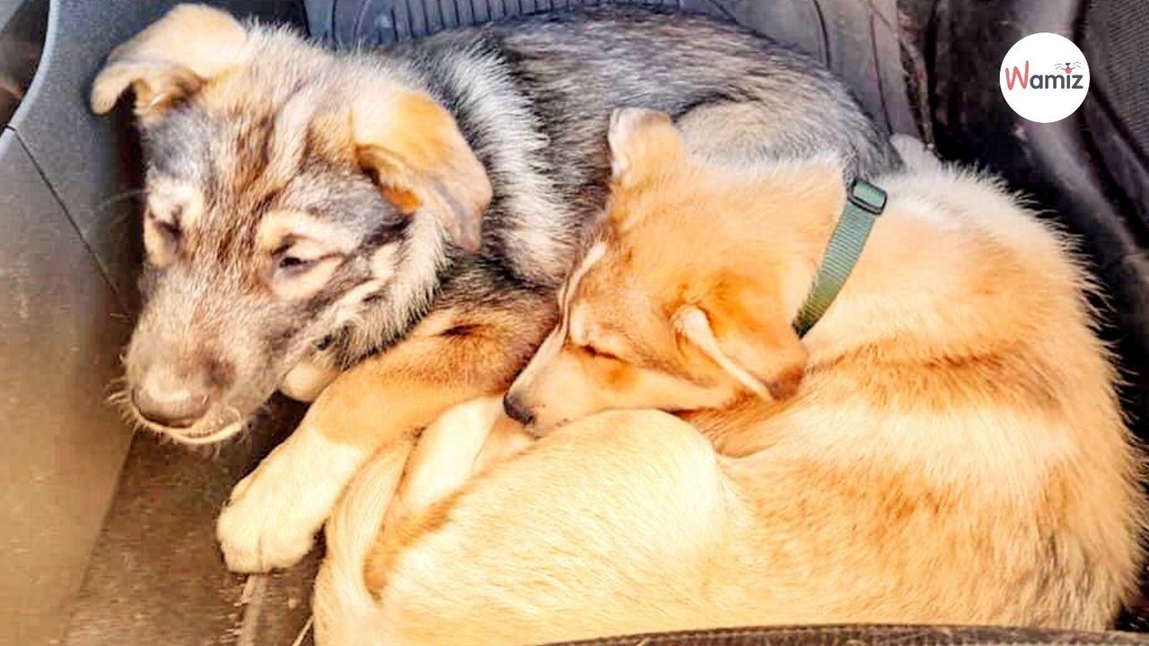Nur eine Stunde, nachdem ein Hund adoptiert wurde, trauen sie im Tierheim ihren Ohren nicht