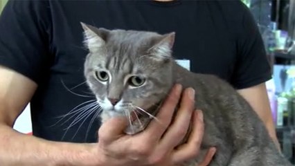 Kediyi tekmeleyip darbeden berber çırağı serbest bırakıldı