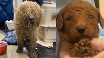 Animal Shelter Saves 100 Dogs in Epic Rescue!