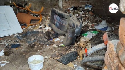 Mądry szczeniak prowadzi ratowników do szopy i zdradza im mroczny sekret swojej właścicielki (video)