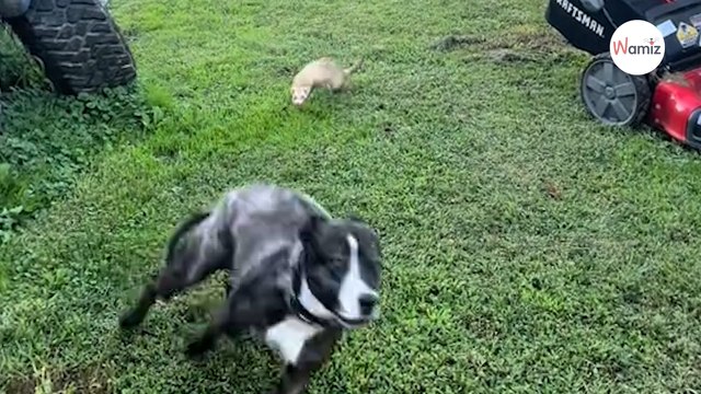 Un Pitbull et un furet jouent ensemble : 500 000 internautes tombent sous le charme