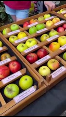 Apple Day at Gunby Hall and Gardens