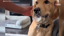 Owner gives Golden Retriever ice cream viewers are touched by the dog’s reaction