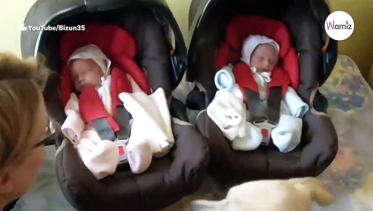 Dog sees newborn twins for first time millions are moved by his reaction (video)-index