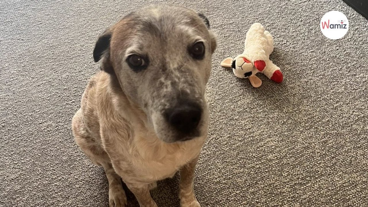 Abandoned dog is finally adopted During his walkies, he does the cutest thing